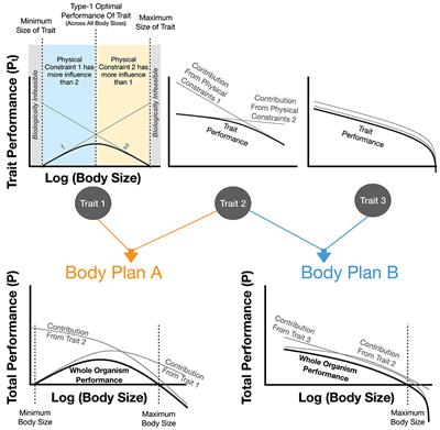 The Scales That Limit: The Physical Boundaries of Evolution